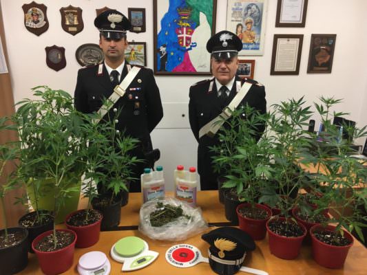 Forte odore di marijuana, i carabinieri entrano in casa e scoprono serra: arrestato 30enne