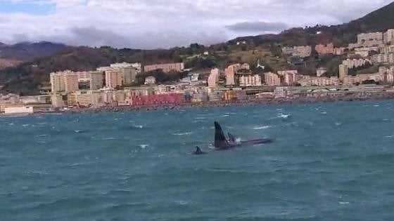 Stretto di Messina, avvistate tre orche: si teme per la loro salute