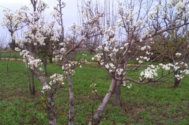 NATALE CON TEMPERATURE ANOMALE, COLDIRETTI “ALBERI GIÀ IN FIORE”