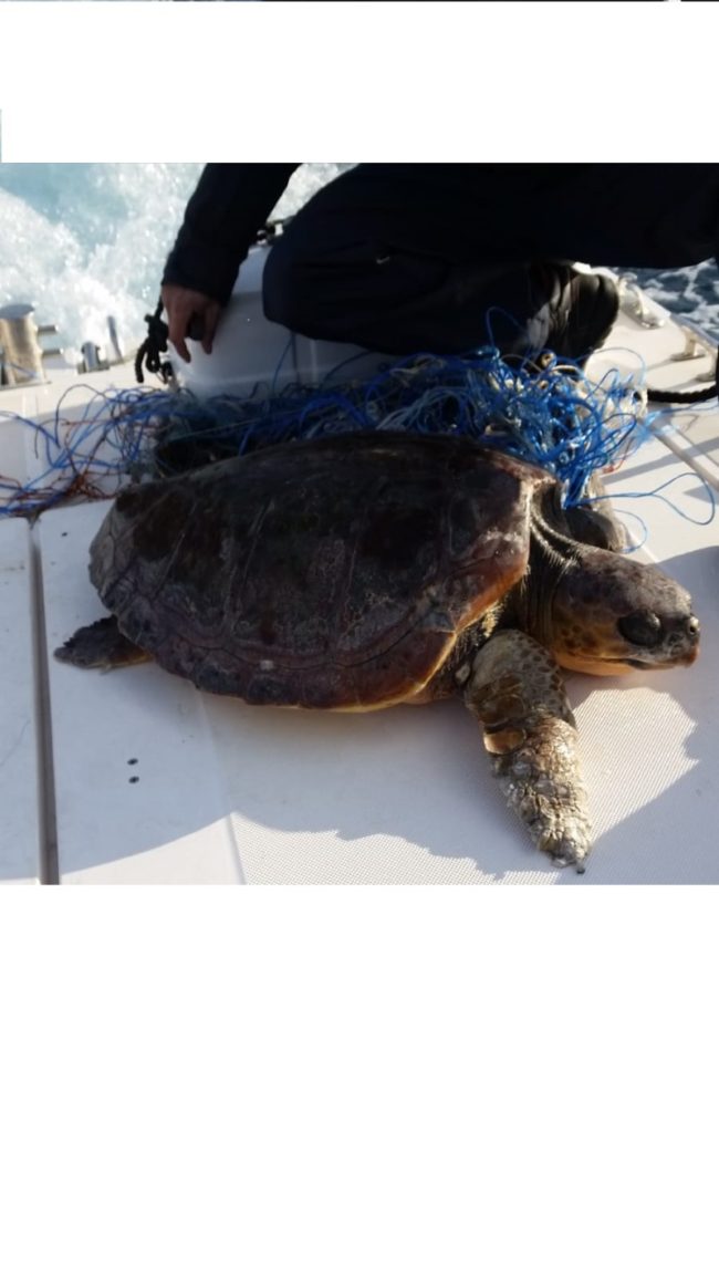 Tartaruga in pericolo di vita nel porto: soccorsa dalla Guardia Costiera