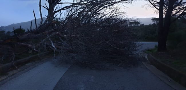Alberi e pali della luce caduti in città e provincia, numerosi interventi per limitare i danni del maltempo – FOTO