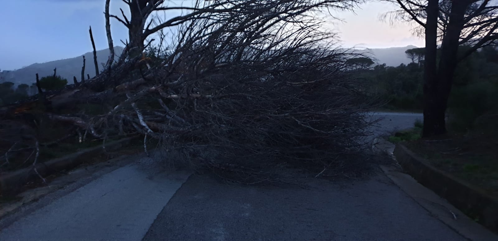 Alberi e pali della luce caduti in città e provincia, numerosi interventi per limitare i danni del maltempo – FOTO