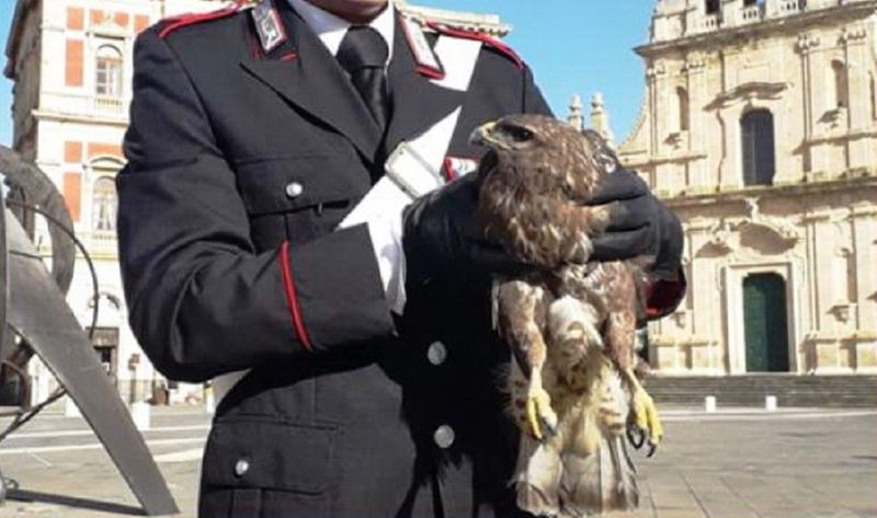Catania, esemplare di poiana non può volare perché ferito dai bracconieri: curato e salvato