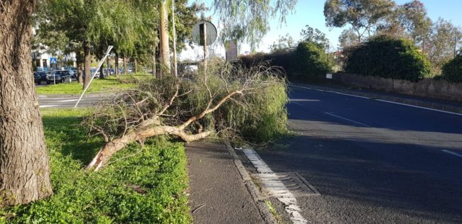Catania, alberi caduti nelle vie Don Minzoni e Adone. Zingale: “Controlli per evitare situazioni simili” – FOTO