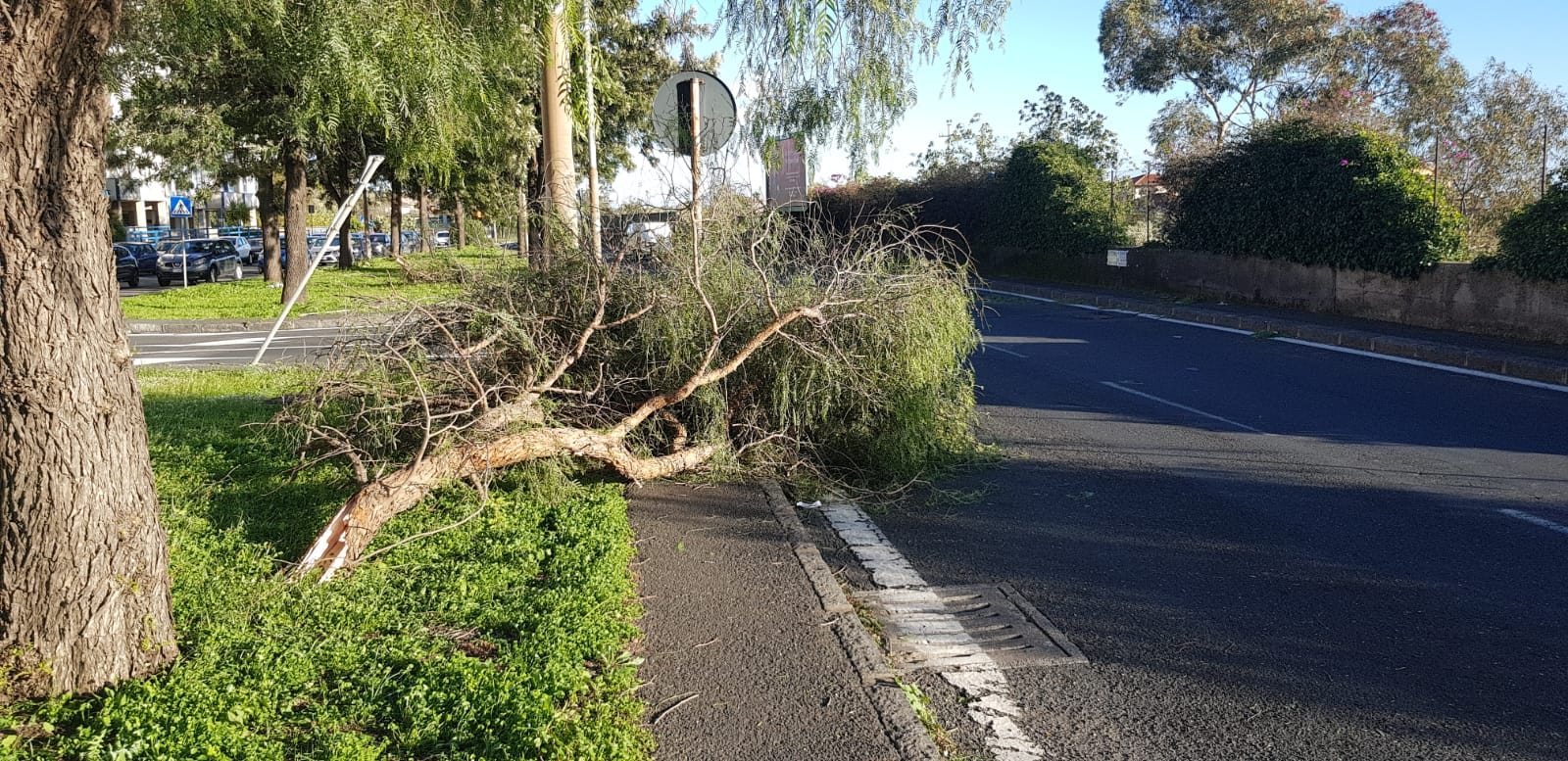 Catania, alberi caduti nelle vie Don Minzoni e Adone. Zingale: “Controlli per evitare situazioni simili” – FOTO