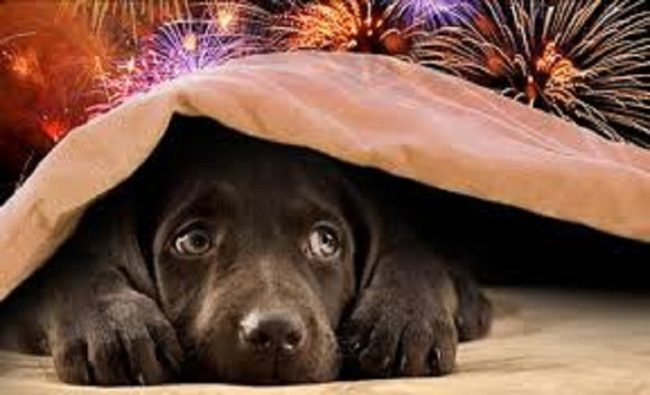 Capodanno in Sicilia, botti vietati. Oipa: “A rischio animali e bambini”