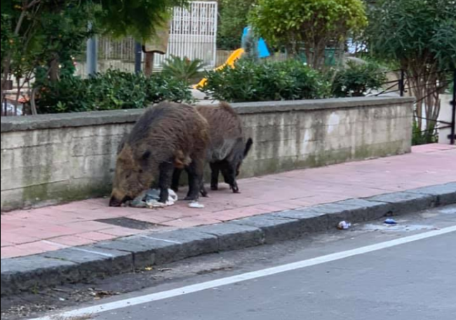 I cinghiali invadono Messina, scatta la polemica. “Dobbiamo meravigliarci di loro o di chi lascia la spazzatura?”