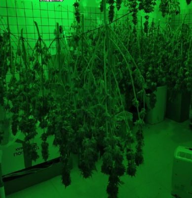 Coltivavano marijuana in una serra con un sistema ad hoc: arrestati due fratelli