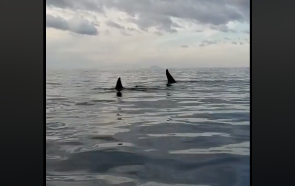 Stretto di Messina, sarebbero islandesi le orche avvistate. Marecamp: “Manca un quarto individuo”
