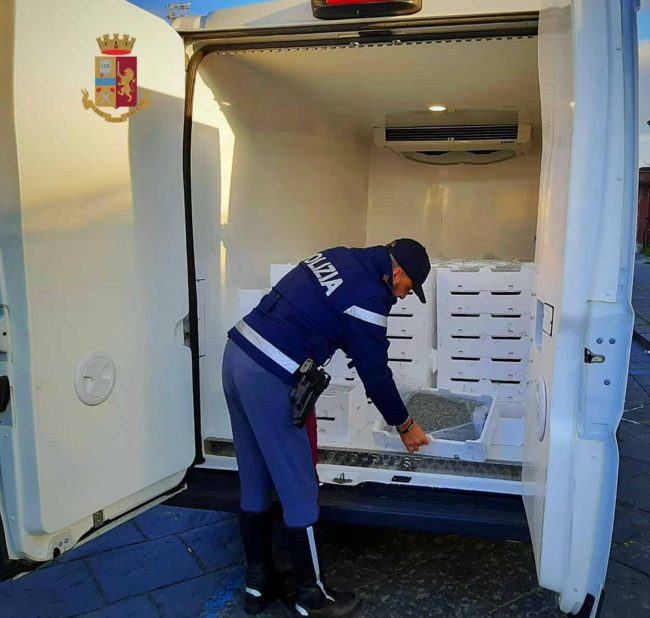 Sequestrato oltre un chilo di novellame di sarda senza documentazione: multe per 38mila euro