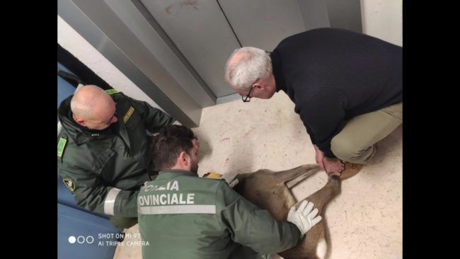 Catturato e liberato capriolo in una scuola di Imola