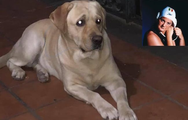 Alla ricerca di Marley: smarrito nel Catanese il cane dell’ex campionessa di nuoto Giusi Malato