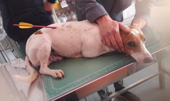 Cane ferito da una freccia. Salvo per miracolo dopo un intervento chirurgico