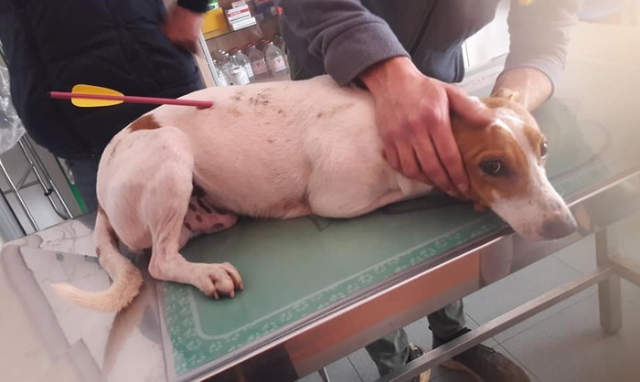 Cane ferito da una freccia. Salvo per miracolo dopo un intervento chirurgico