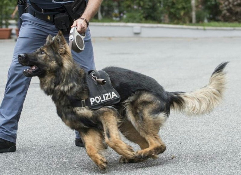 Scomparsa del piccolo Gioele, potenziate le ricerche: altri tre cani molecolari impiegati