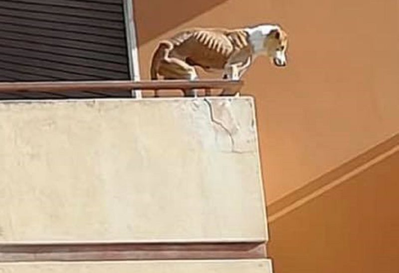 Cane denutrito prova a buttarsi dal balcone: scatta la denuncia ma il proprietario lo porta via di nascosto