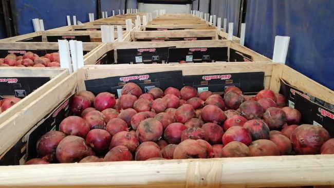 Circa 25mila chili di melograni respinti al porto: “Evidenti contaminazioni da parassiti”