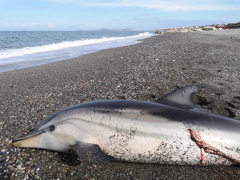 Triste scoperta in spiaggia, trovato delfino morto. Fianco tagliato: avvertiti organi competenti