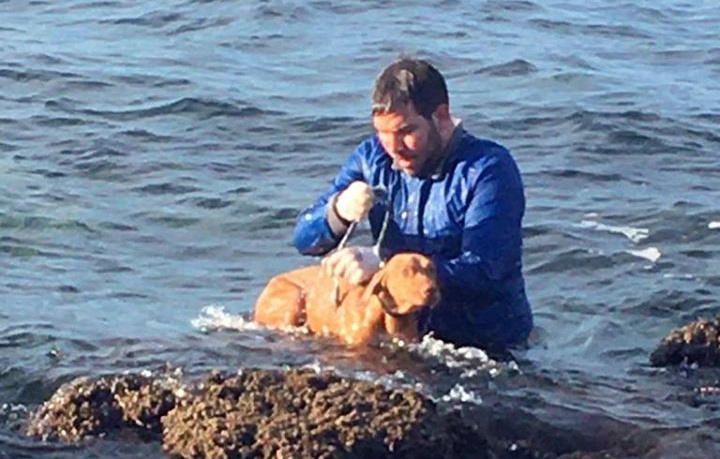 Cane in fuga dall’aeroporto si tuffa in mare: uomo si lancia in acqua per soccorrerlo