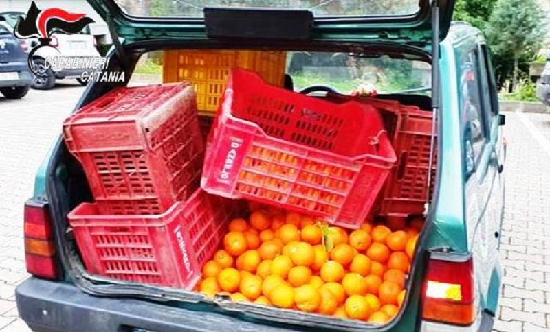 Non si fermano i furti di agrumi nelle campagne siciliane: arrestati due uomini con due sacchi di arance