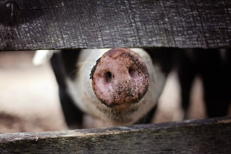 Si rompe il recinto e gli animali scappano, decine di maiali in fuga nelle campagne