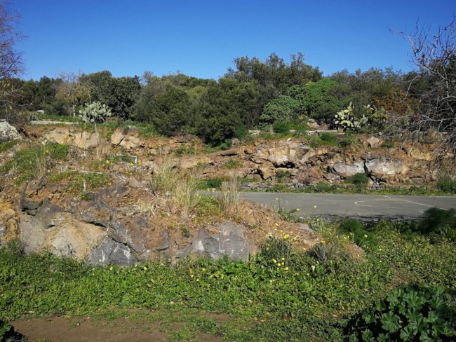 Catania, area di sgambamento per i cani al parco degli Ulivi: la proposta del consigliere Zingale
