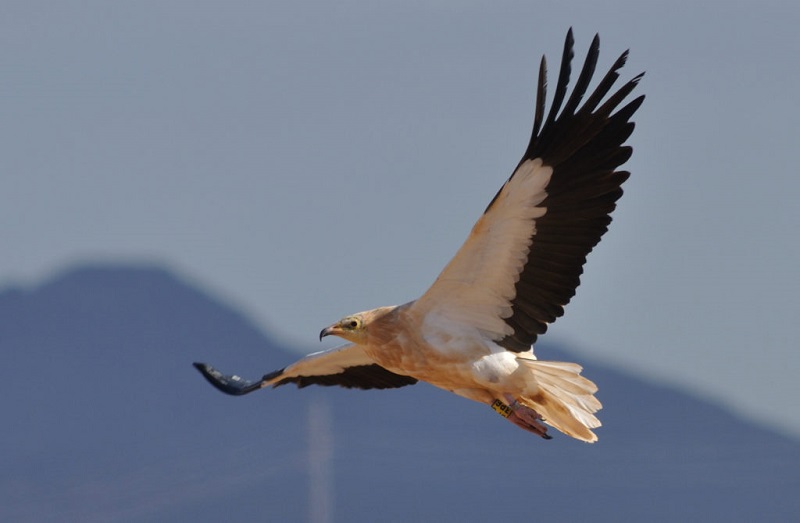 Ritrovato morto in Sicilia un raro avvoltoio capovaccaio: ignote le cause del decesso