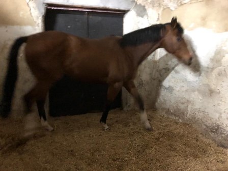 Corsa clandestina di cavalli nel Catanese: indagate 3 persone, sequestrati 2 animali