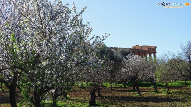 Effetti dei cambiamenti climatici: il VIDEO dei mandorli in fiore con settimane di anticipo