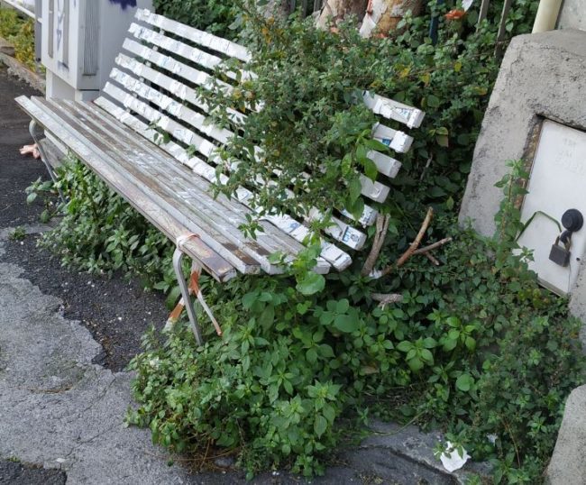 Catania, scarsa manutenzione del verde e danni alla strada: le segnalazioni per il quartiere Borgo-Sanzio