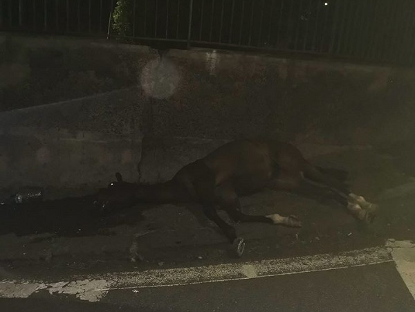 Catania, macabra scoperta nel quartiere San Giorgio: puledro trovato morto in una pozza di sangue