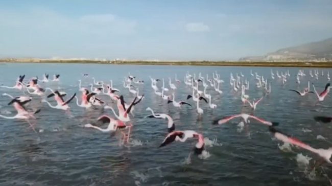 Utilizza un drone all’interno di una riserva naturale: multato dai carabinieri