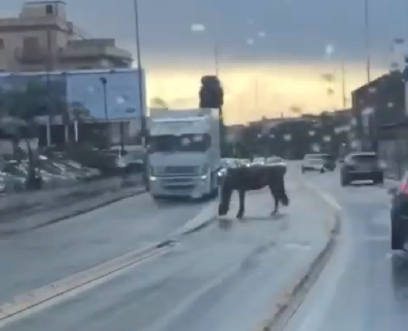 “Sulu a Catania sti cosi”, cavallo “sostituisce” il Brt in via Passo Gravina tra lo stupore dei passanti: automobilisti attoniti