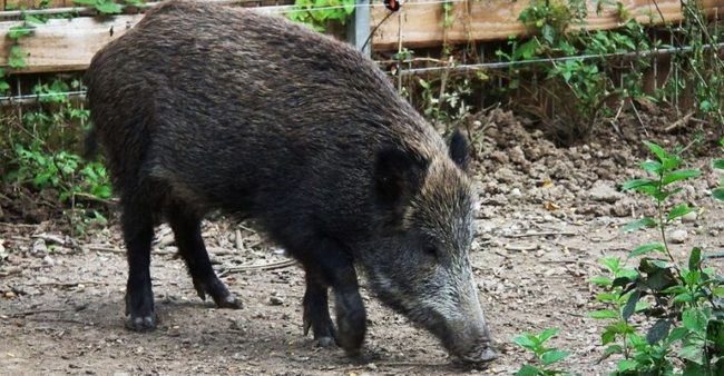 Sequestrato un recinto con quattro cinghiali: denunciato il proprietario