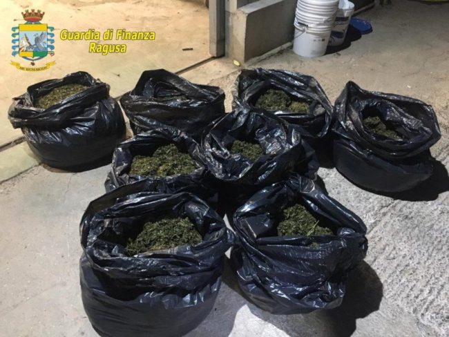 Piantagione marijuana dai possibili guadagni milionari: nuovi dettagli dell’operazione della Finanza