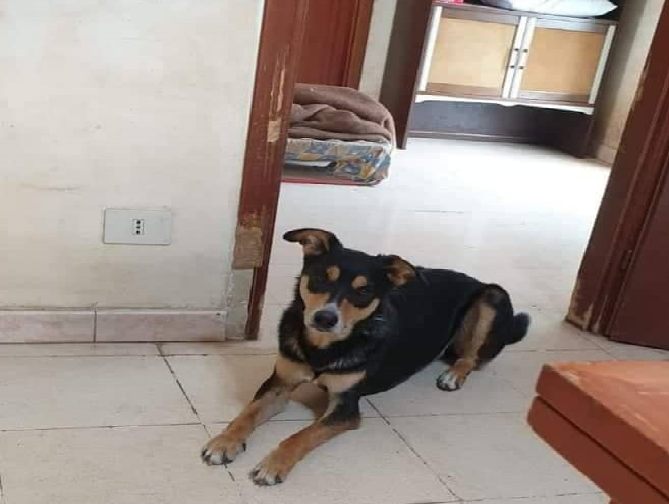 Smarrito un cane di taglia media nel Catanese, è malato: si cerca Alvin