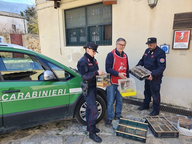 Blitz in un mercato siciliano: 35 esemplari di specie protetta sequestrati, un venditore ambulante segnalato