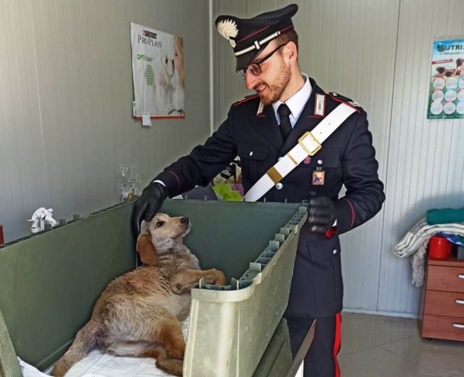 Orrore nel Catanese, spara a un cane causandogli una paralisi: 60enne denunciato