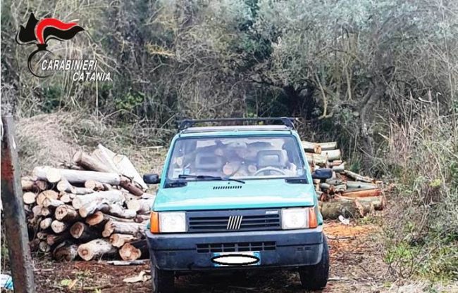 Abbattono alberi nel Catanese per ricavare tronchi da rivendere al mercato nero: denunciati due ladri
