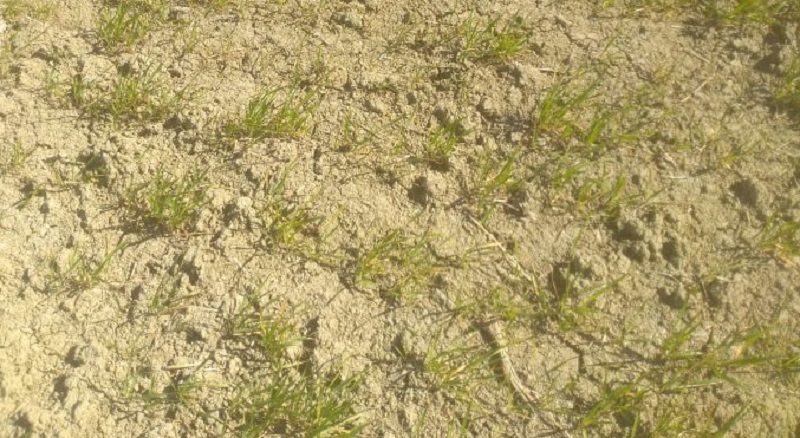 Allarme siccità, situazione critica in Sicilia. Coldiretti: “Natura in tilt in tutta l’Isola”