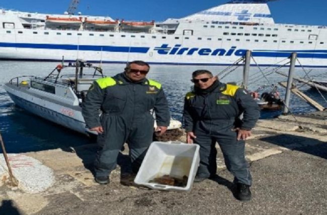 Tartaruga Caretta Caretta ferita al carapace salvata dalla Guardia di Finanza