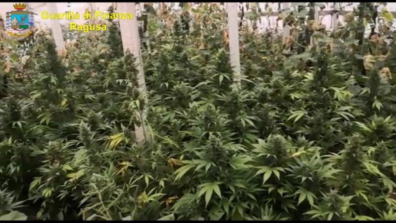 Vasta piantagione di marijuana a ridosso della SP85, in manette 53enne del posto – VIDEO