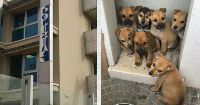 Cuccioli di cane abbandonati in un terreno: salvati dalla polizia