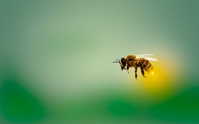 Giornata delle api: perché sono così importanti e qual è la situazione in Sicilia