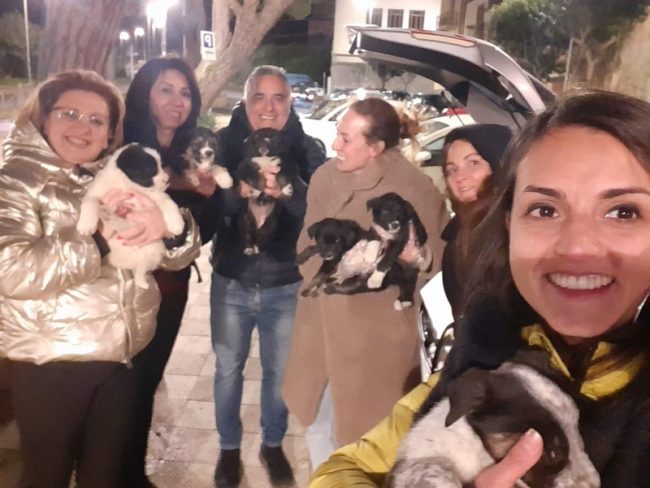 Cuccioli di cane abbandonati nel Catanese: trovati da due turiste, salvati da un’associazione