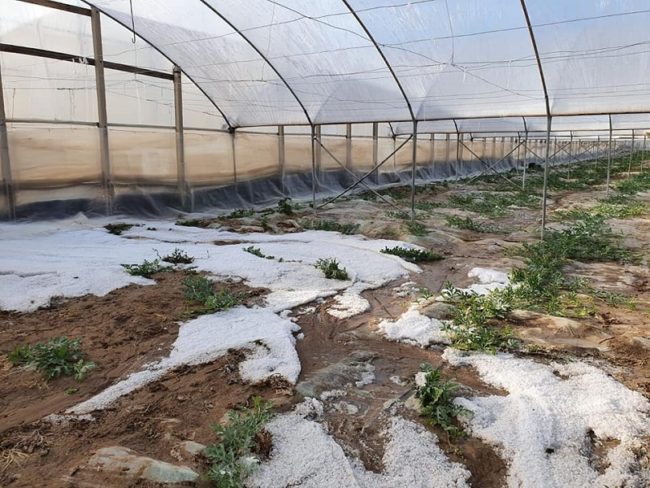 Bomba d’acqua in Sicilia, forte grandinata danneggia aziende agricoli