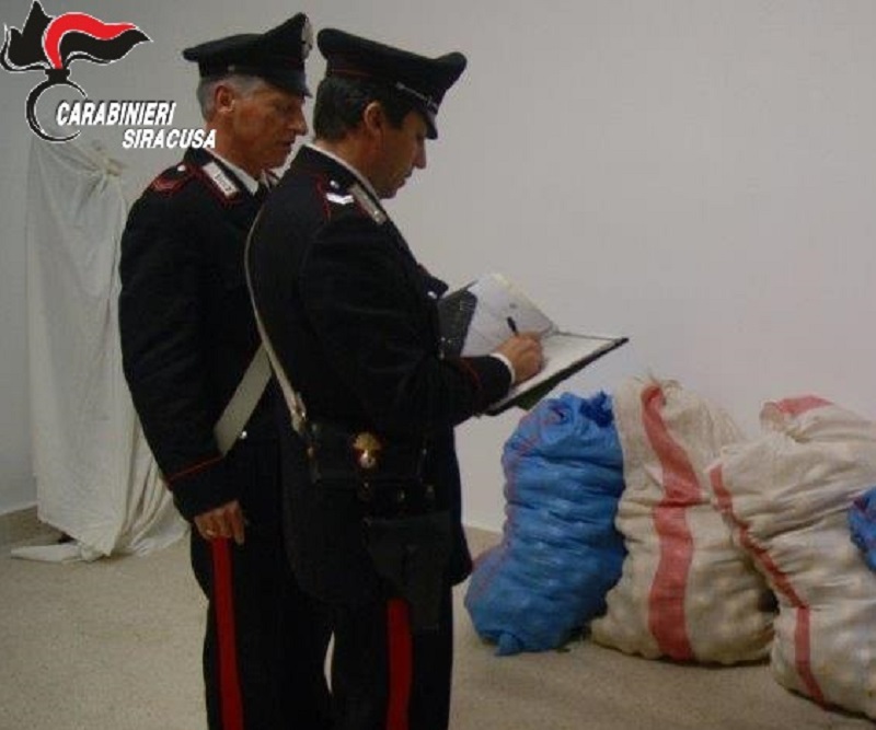 Sacchi di iuta colmi di melanzane appena raccolte: denunciati due uomini