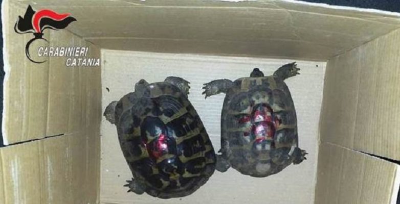Catania, pregiudicato tenta di vendere tartarughe di specie protette: due denunce
