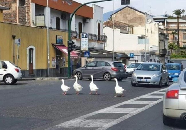 Catania, nemmeno gli animali rispettano la quarantena: oche immortalate a passeggio al Lungomare