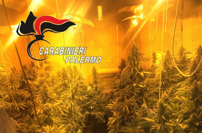 Marijuana in serra, reddito di cittadinanza in casa: due uomini finiscono agli arresti domiciliari